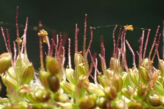 Image of <i>Setaria <i>verticillata</i></i> var. verticillata