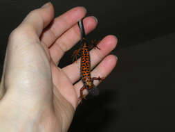 Image of Danube Crested Newt