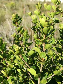 Image de Searsia lucida scoparia (Eckl. & Zeyh.) Moffett