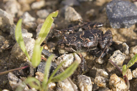 Image of Brown Froglet