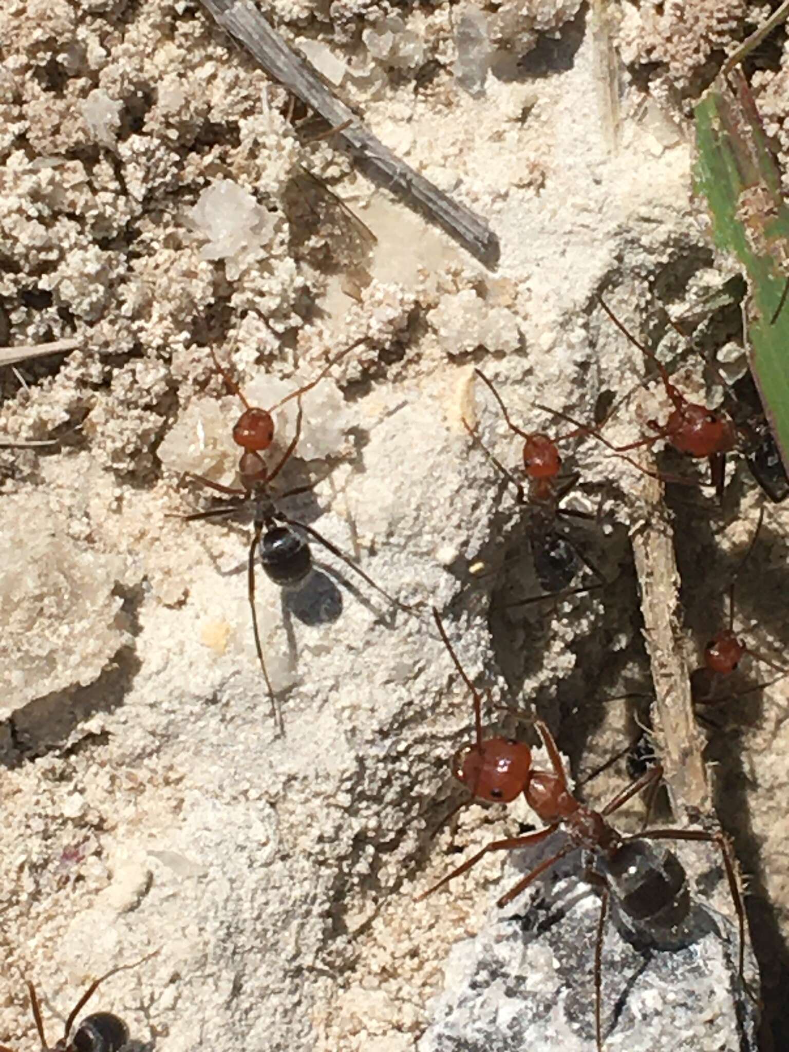 Image of Myrmecocystus placodops Forel 1908