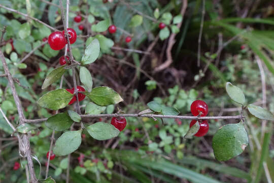 Imagem de Coprosma rhamnoides A. Cunn.