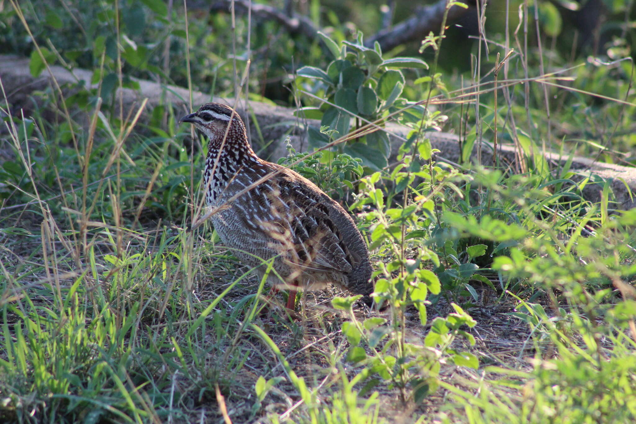 Image of Crested Francolin