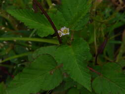 Image of Chocolate Weed