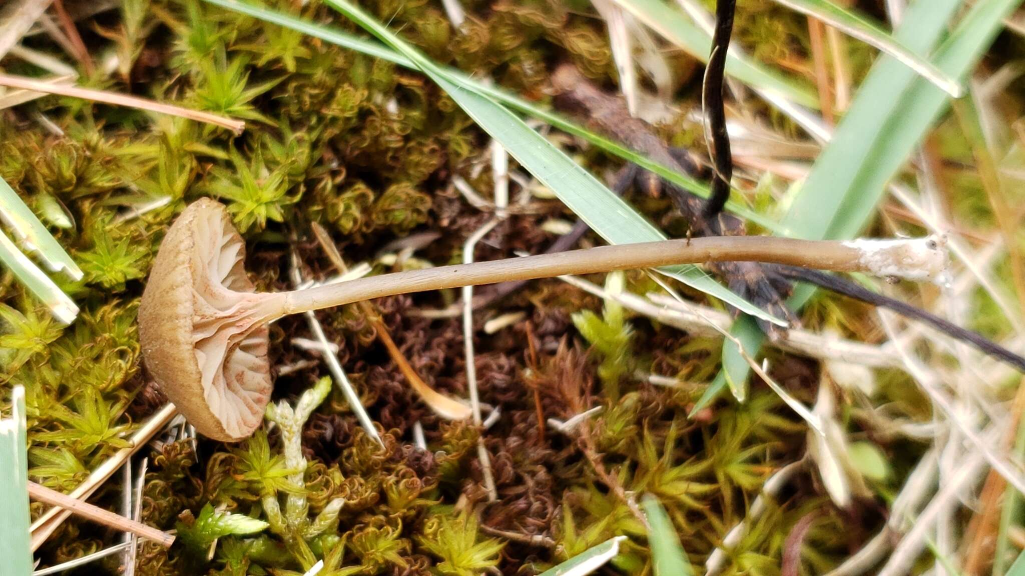 Image of Entoloma cuboideum Hesler 1967