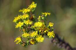 Image of Chrysopsis floridana var. highlandsensis (De Laney & Wunderlin) D. B. Ward