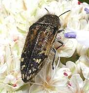 Imagem de Acmaeodera hepburnii Le Conte 1860