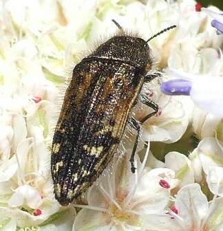 Imagem de Acmaeodera hepburnii Le Conte 1860