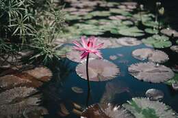 Image of Nymphaea rubra Roxb. ex Andr.