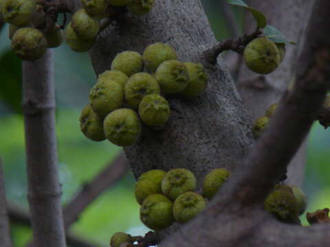 Image of Ficus hispida L. fil.