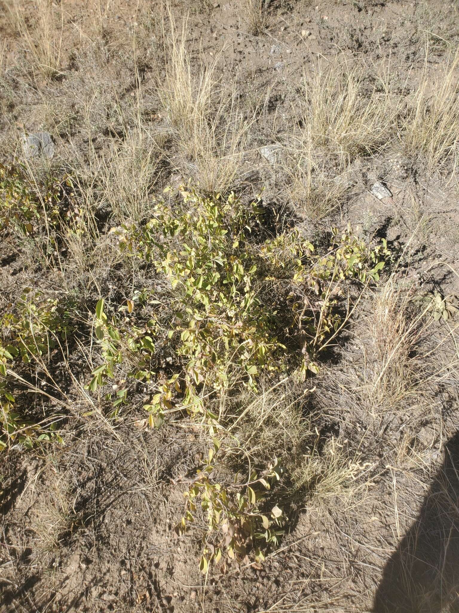 Image of Symphoricarpos Dill. ex Juss.