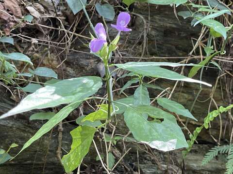 Image of Dicliptera tinctoria