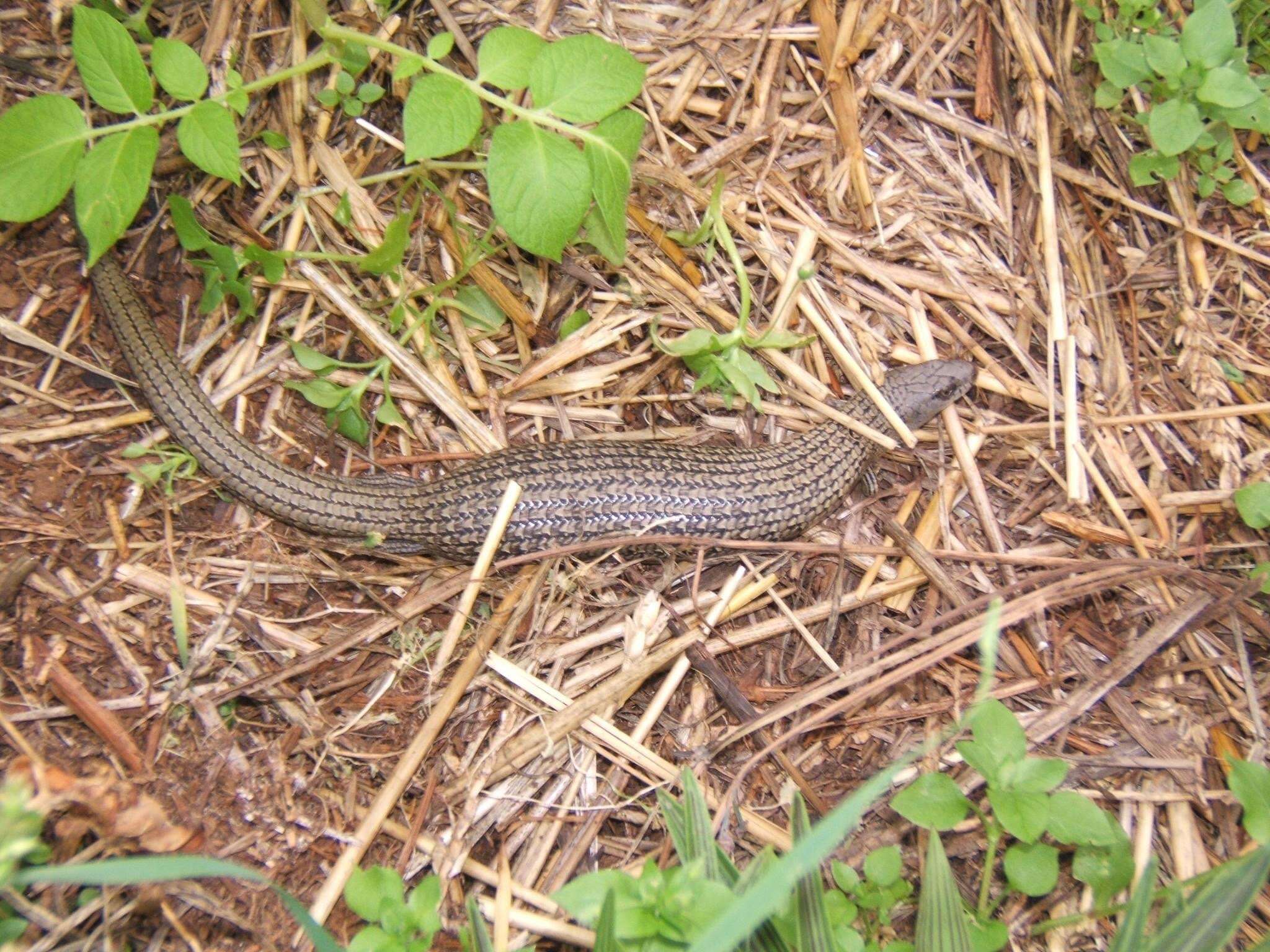 Image of She-oak Skink