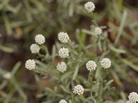 Image of Calocephalus lacteus Less.