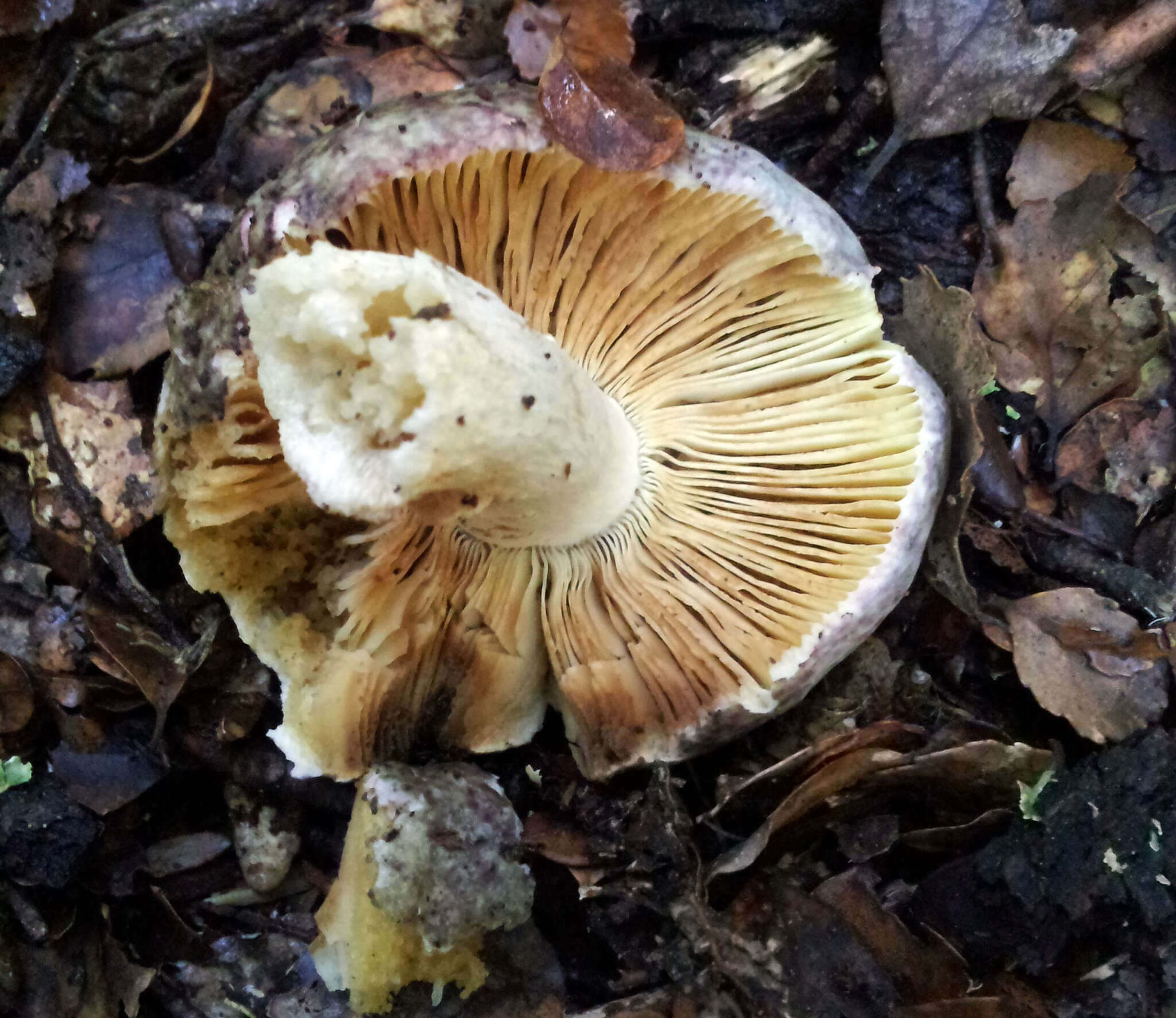 Image of Russula umerensis McNabb 1973