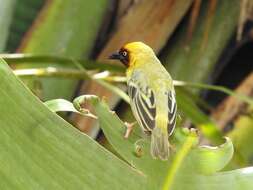 Image of Northern Brown-throated Weaver