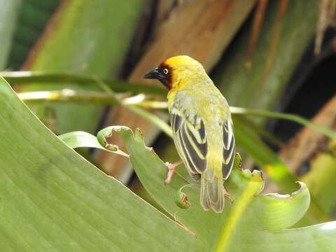 Image of Northern Brown-throated Weaver