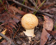 Image of Amanita ochrophylla (Cooke & Massee) Cleland 1924