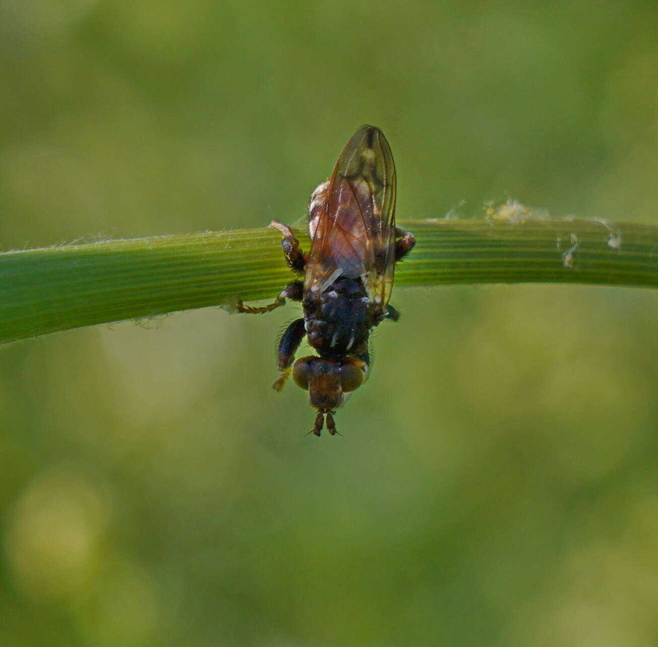 Image of Myopa dorsalis Fabricius 1794