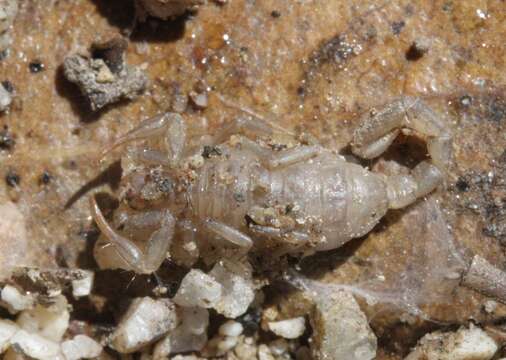 Image of California Common Scorpion