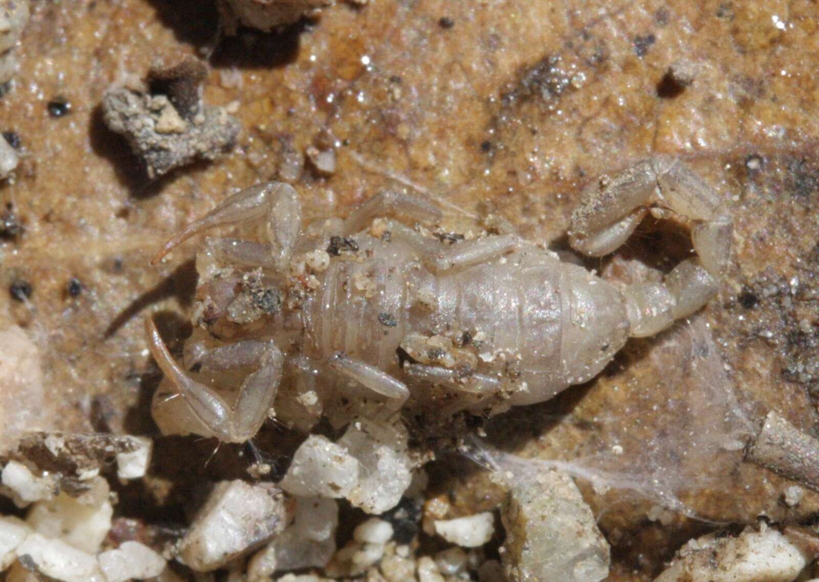 Image of California Common Scorpion