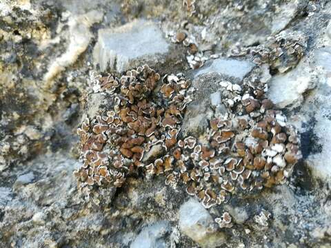 Image of false Russell's fishscale lichen