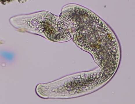 Image of Homalozoon vermiculare