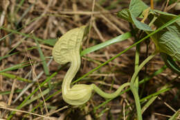 Image of Aristolochia fimbriata Cham.