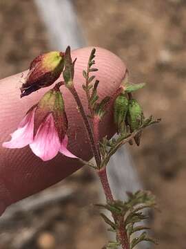 Image of Hermannia bicolor Dinter & Engl.