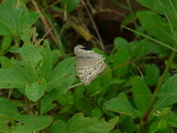 Plancia ëd Junonia atlites Linnaeus 1763