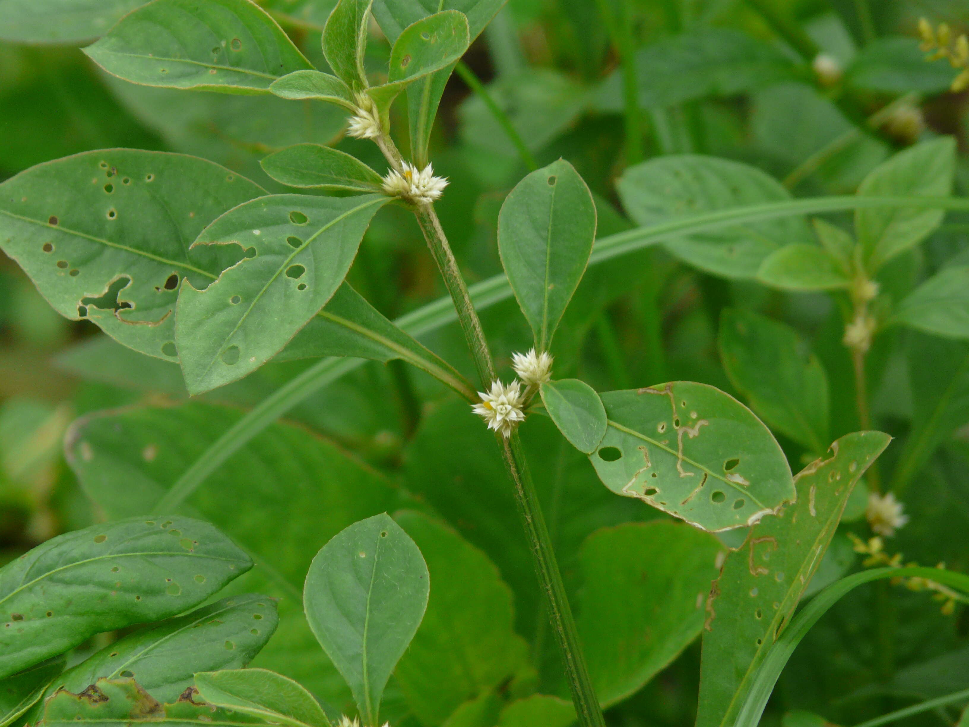 صورة Alternanthera ficoidea (L.) R. Br.