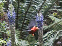 Plancia ëd Lobelia grayana E. Wimm.