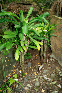 Image of Euphorbia lophogona Lam.