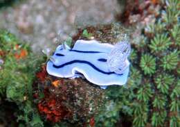 Image de Chromodoris willani Rudman 1982