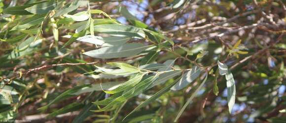 Image of Bonpland willow