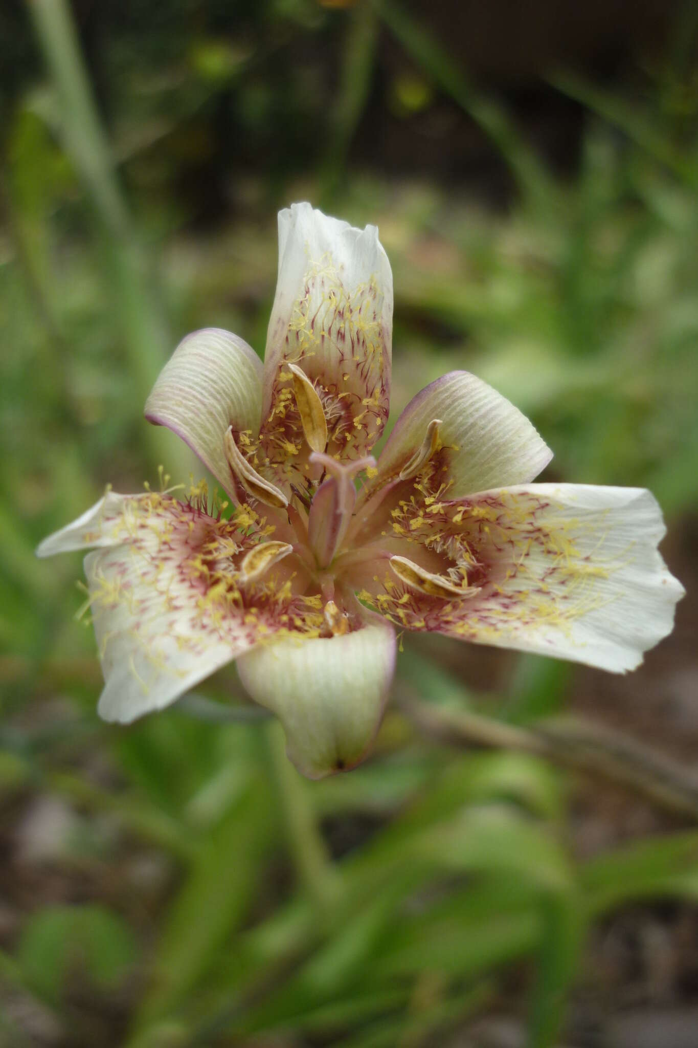 Image of Calochortus ghiesbreghtii S. Watson