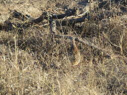 Image of Crested Francolin