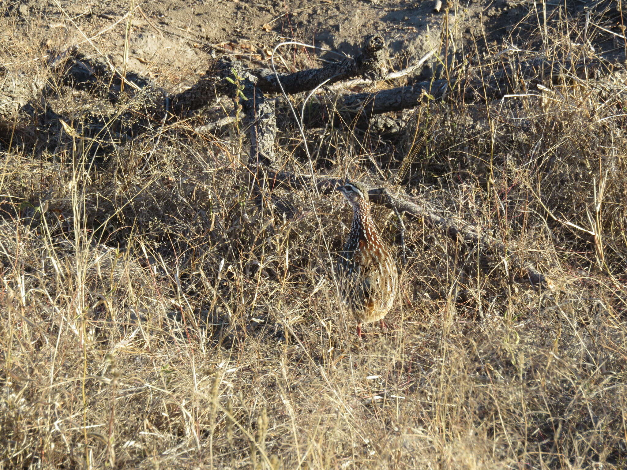 Image of Crested Francolin