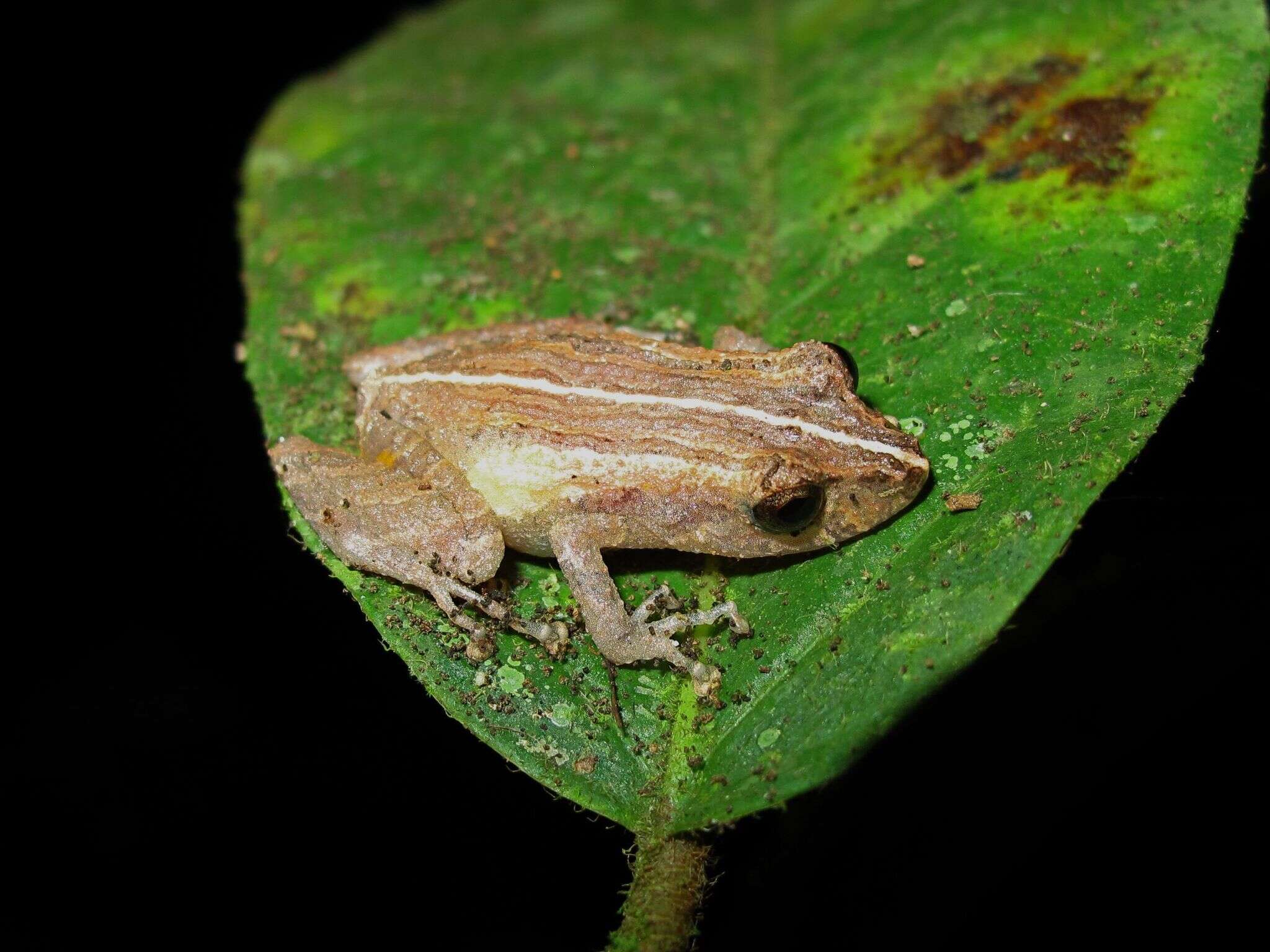 Image of white-striped robber frog