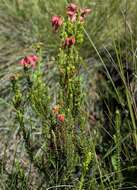 Image of Erica oatesii var. oatesii