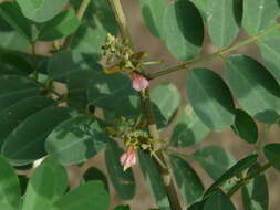 Imagem de Indigofera suffruticosa Mill.