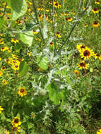 Image of Texas thistle