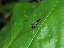 Image of Neocollyris (Isocollyris) formosana (Bates 1866)