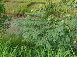 Imagem de Indigofera suffruticosa Mill.