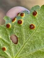 Image of Puccinia modiolae P. Syd. & Syd. 1903