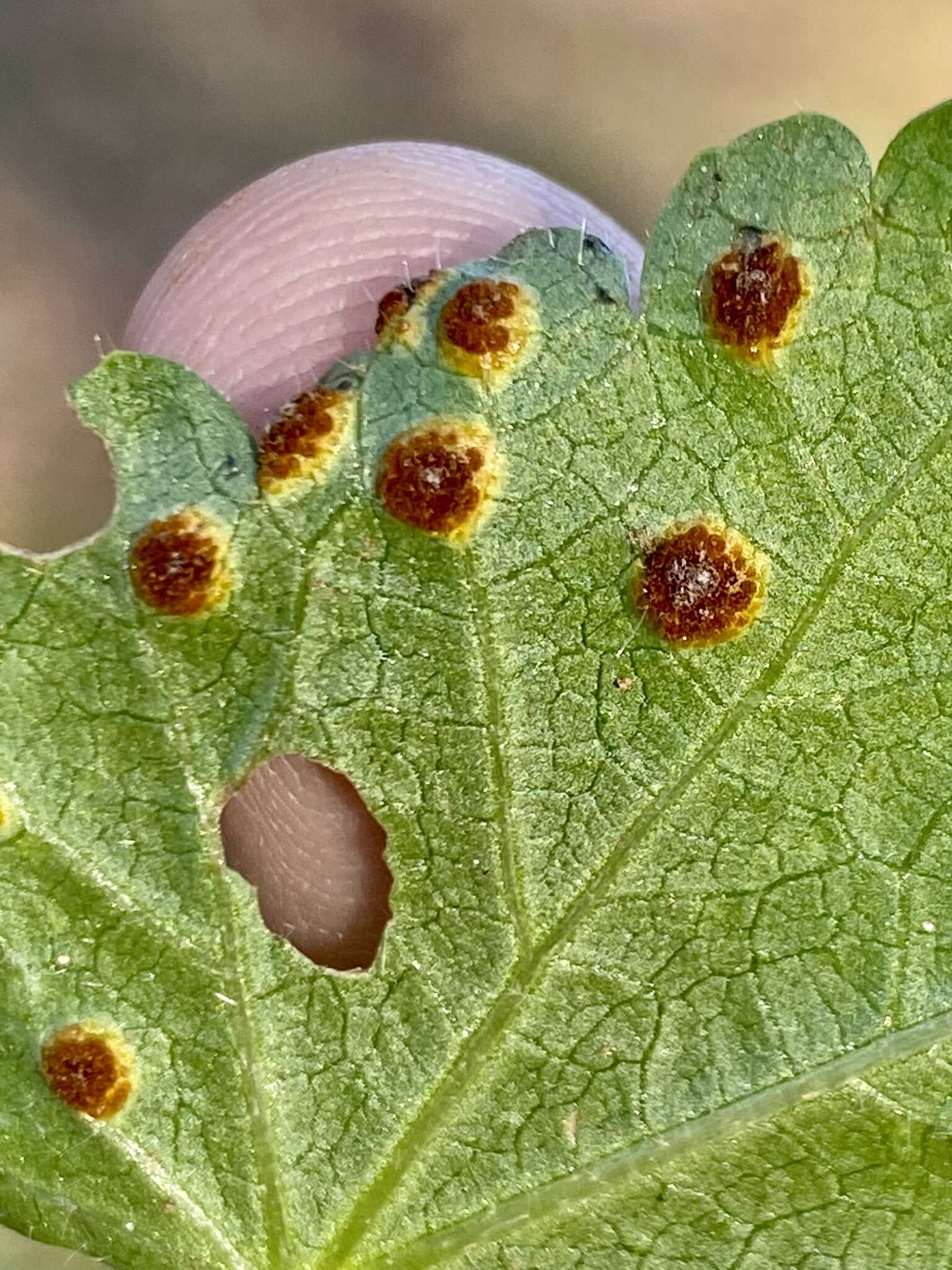 Image of Puccinia modiolae P. Syd. & Syd. 1903