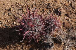 Image of Fire Barrel Cactus