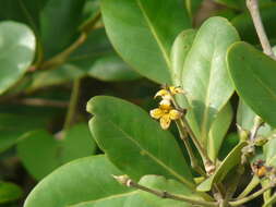 Image of Mangrove