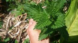 Image of Common Nettle