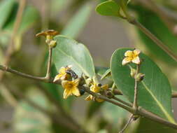 Image of Mangrove